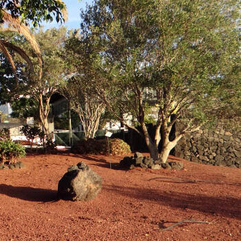 Jardin I